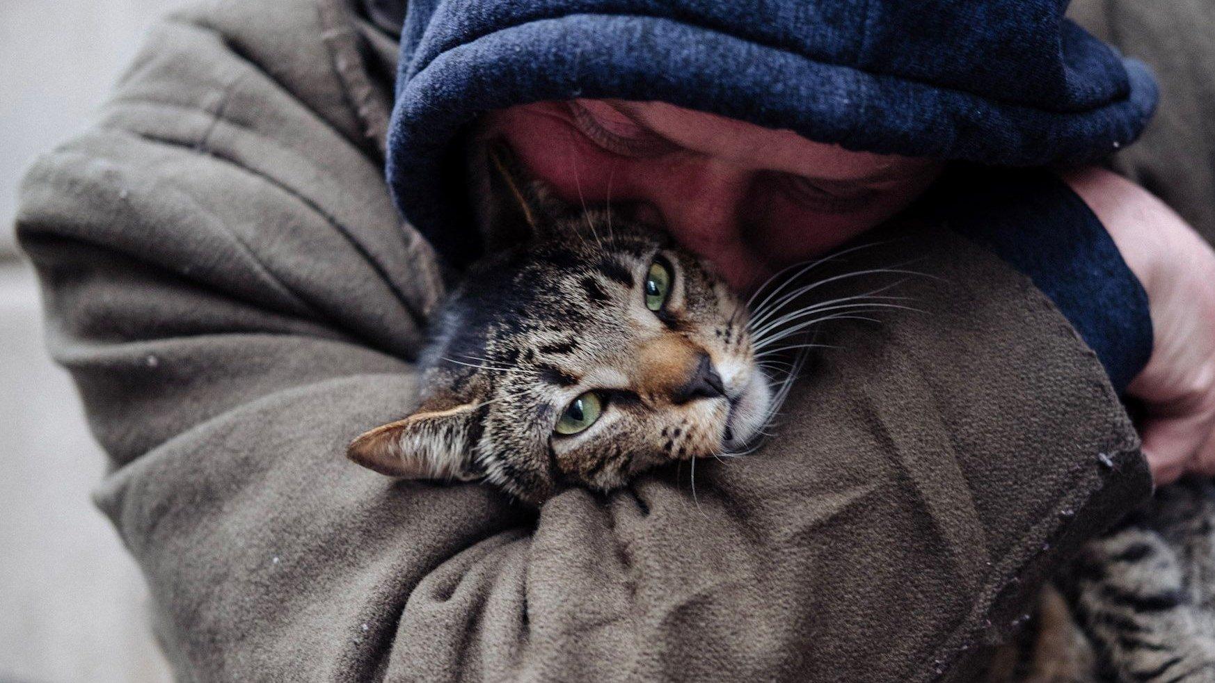 Котики