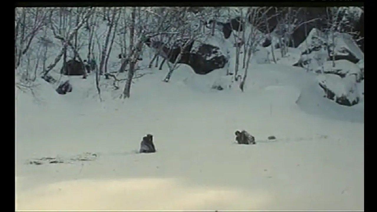 Огненная лиса